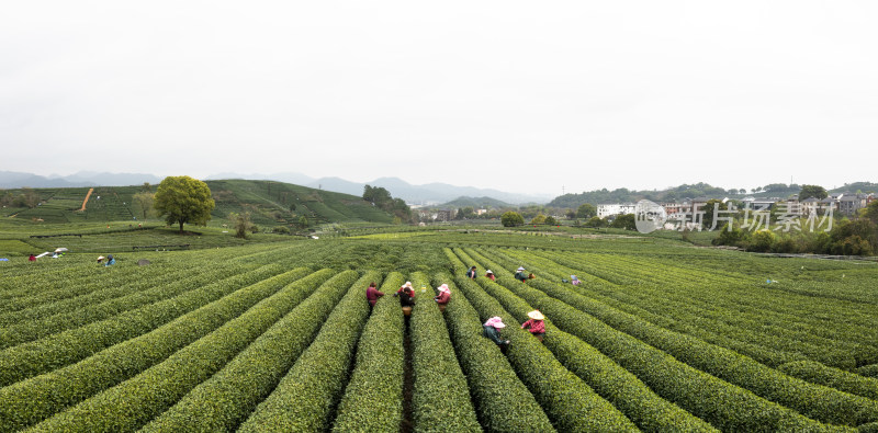 春天杭州西湖龙井龙坞茶园风光