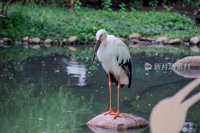 湖边的白鹤特写