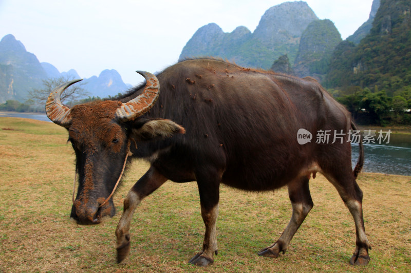 桂林阳朔水牛