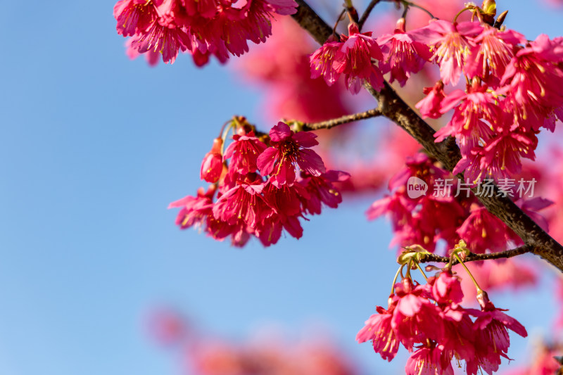 樱花、绯樱