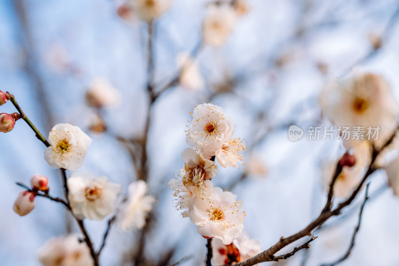 西溪湿地盛开的梅花