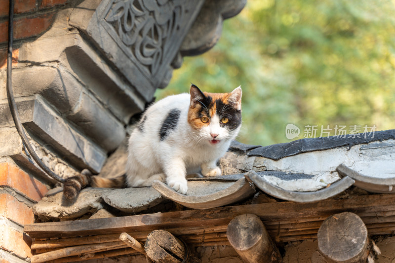 花猫在屋顶上的瓦片休息张望