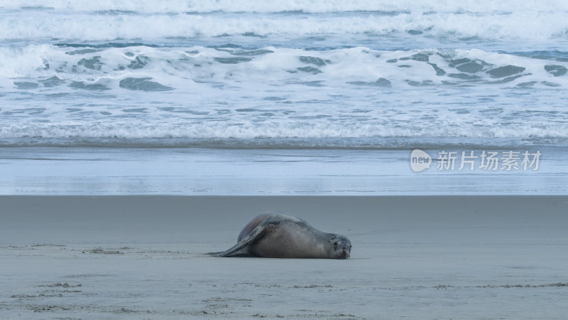 海滩上休憩的海豹