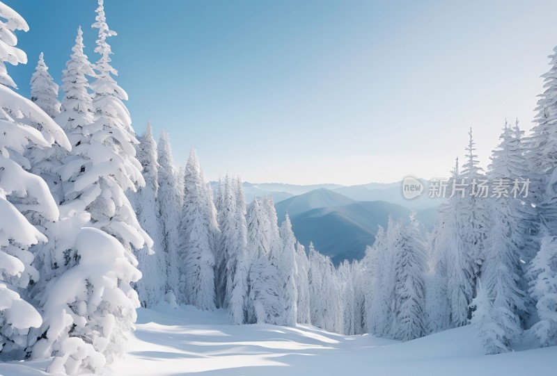 冬季森林白雪覆盖风景