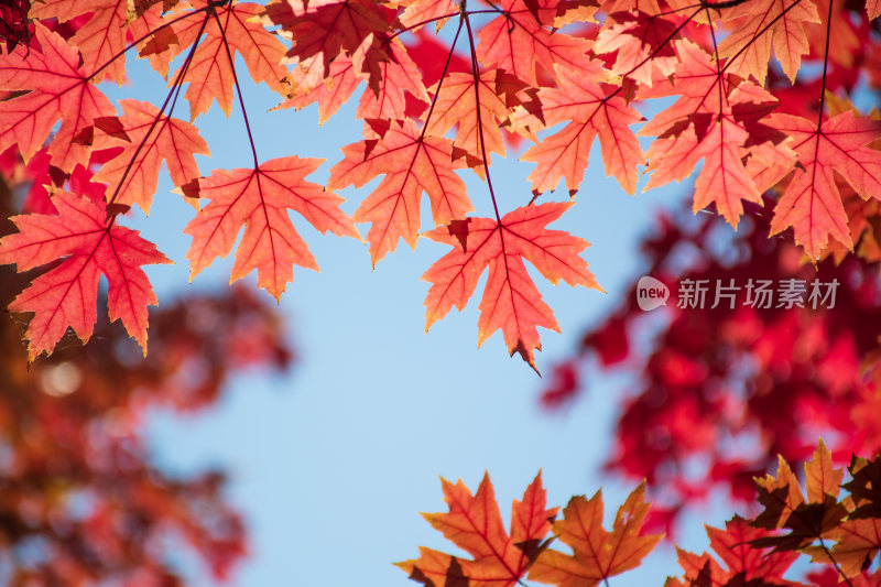 秋天红叶霜降枫树枫叶林自然风景天空树林