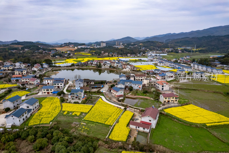 乡村田园油菜花大棚农业种植航拍图