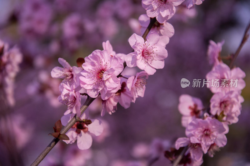 春天盛开的樱花