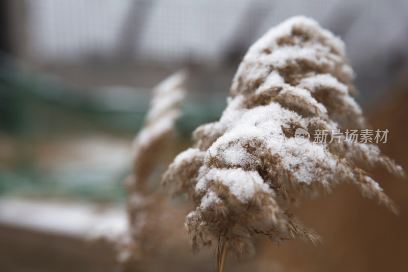 冬季田野里干枯的芦苇花和上面的残雪