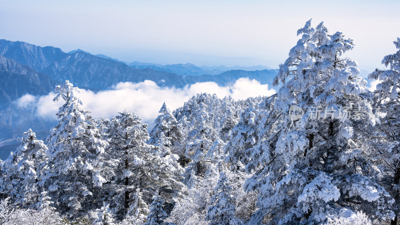 冬季成都西岭雪山的植被植物