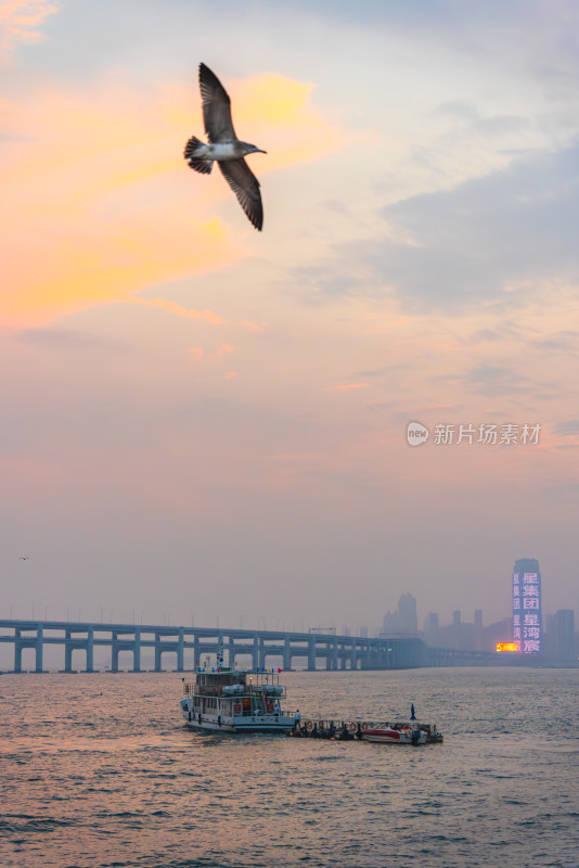 海上船只旁海鸥飞翔的美丽景象