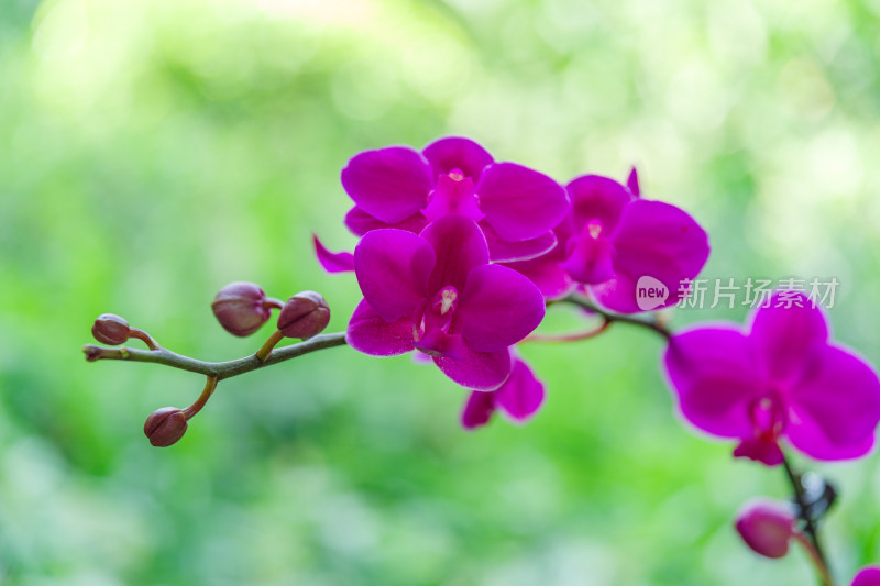 广州麓湖公园麓湖花园粉红色蝴蝶兰鲜花植物