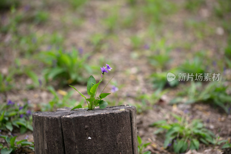 砍掉树后留下的朽木桩