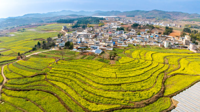 油菜花开春意浓 美丽乡村入画来