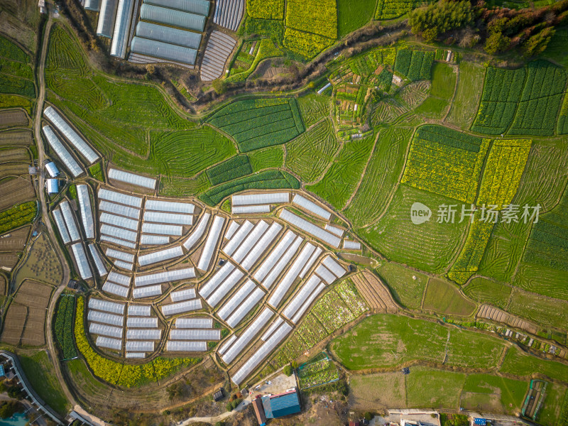 美丽乡村田园农业种植油菜花航拍图