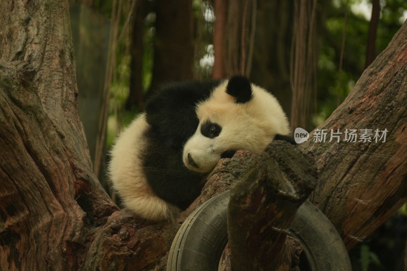 大熊猫幼崽在挂树上睡觉的可爱模样