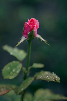 雨中的玫瑰