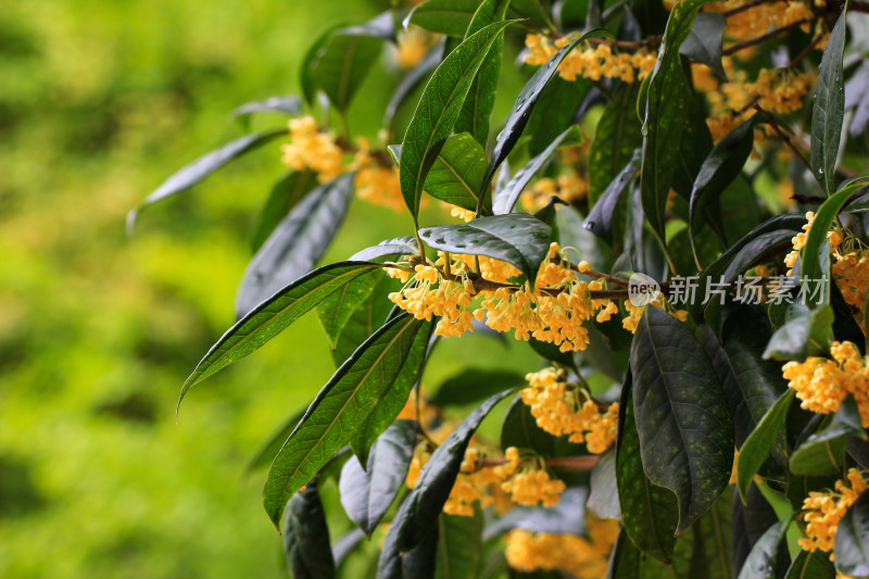 金桂花枝背景素材