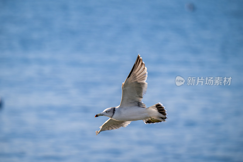 海鸥（Larus canus）