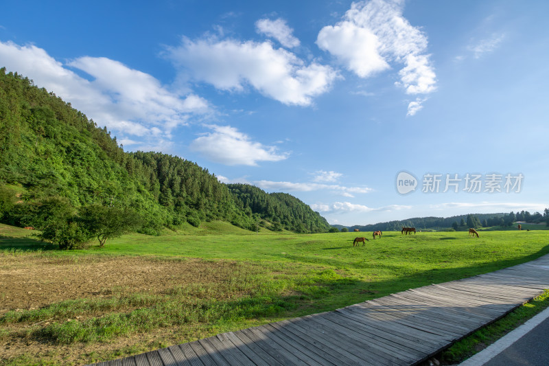 阳光下的绿野牧场