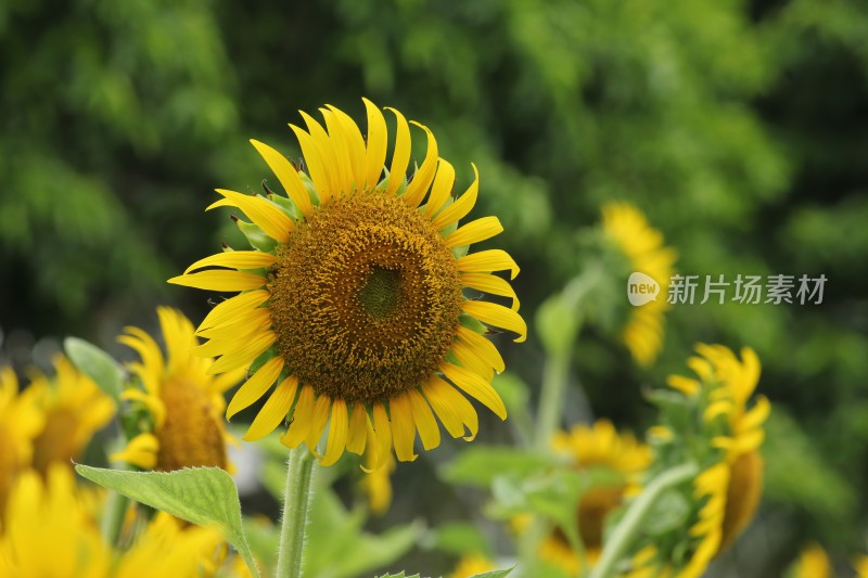 大片向日葵花田绿叶黄花生机勃勃