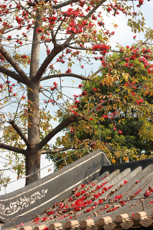 屋顶旁盛开的木棉花