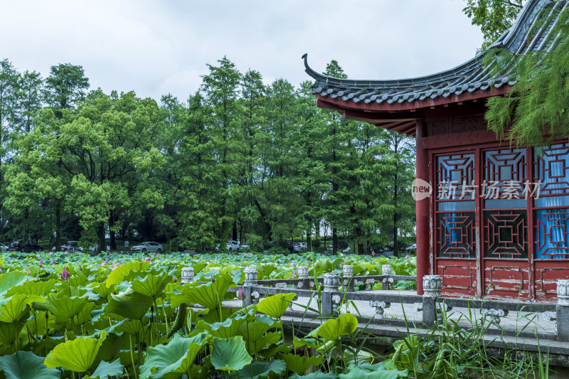 武汉东湖磨山景区盆景园