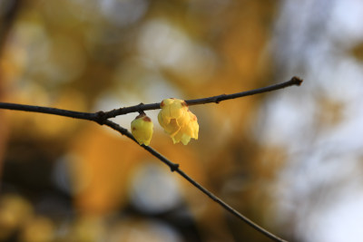 冬天腊月盛开的腊梅花特写素材