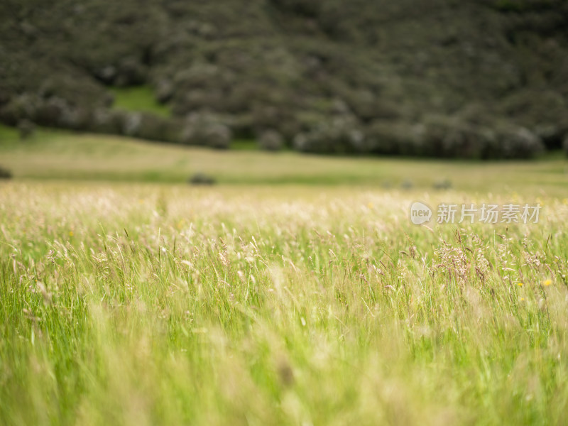 新西兰深山里的农场