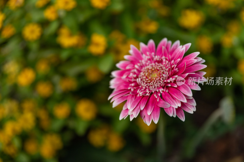 菊花花海