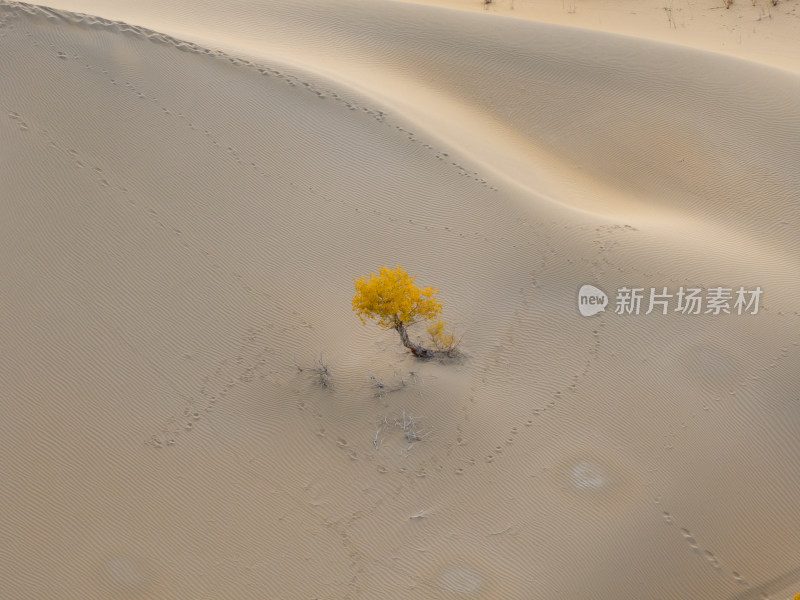 新疆南疆巴州塔克拉玛干沙漠沙丘航拍