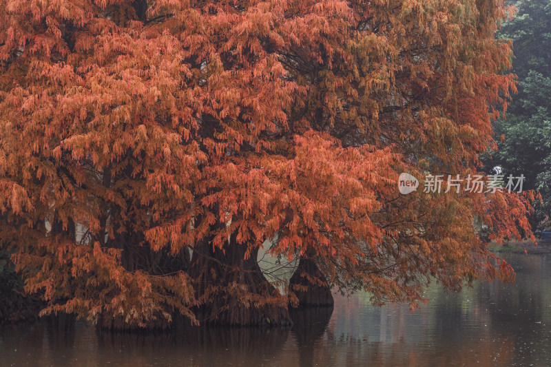 广州华南植物园落羽杉红叶