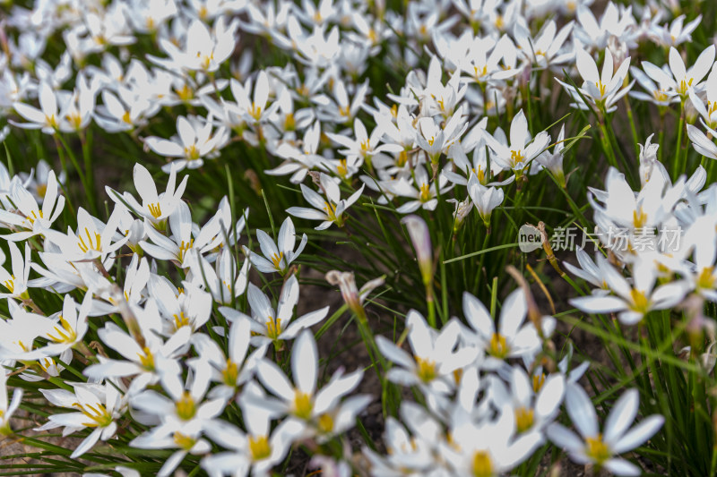 四季花卉盆景格桑花