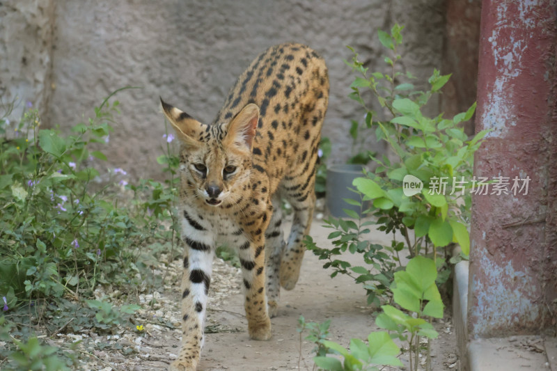 行走的薮猫特写