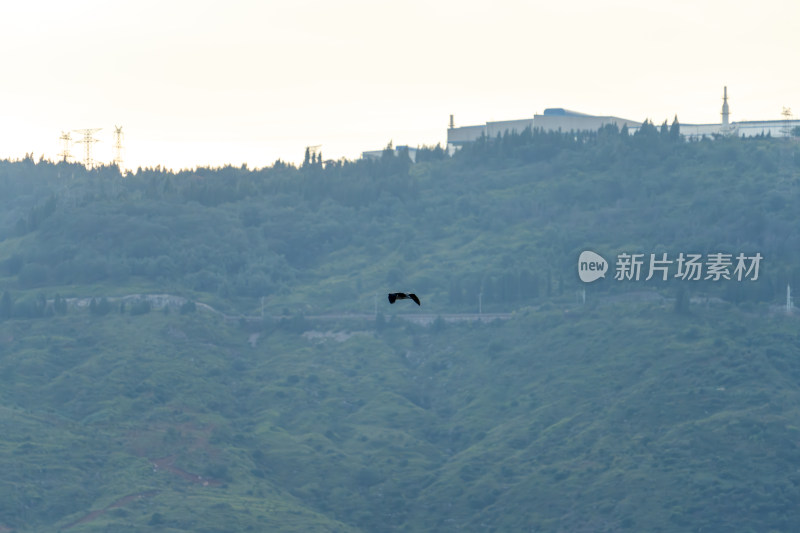 山林上方飞鸟翱翔的自然景象