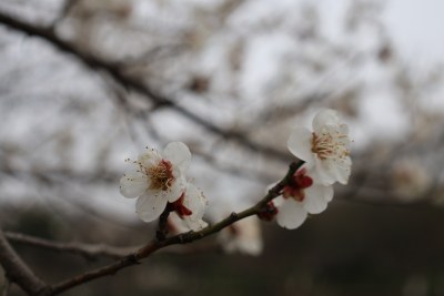 枝头盛开的白色梅花特写