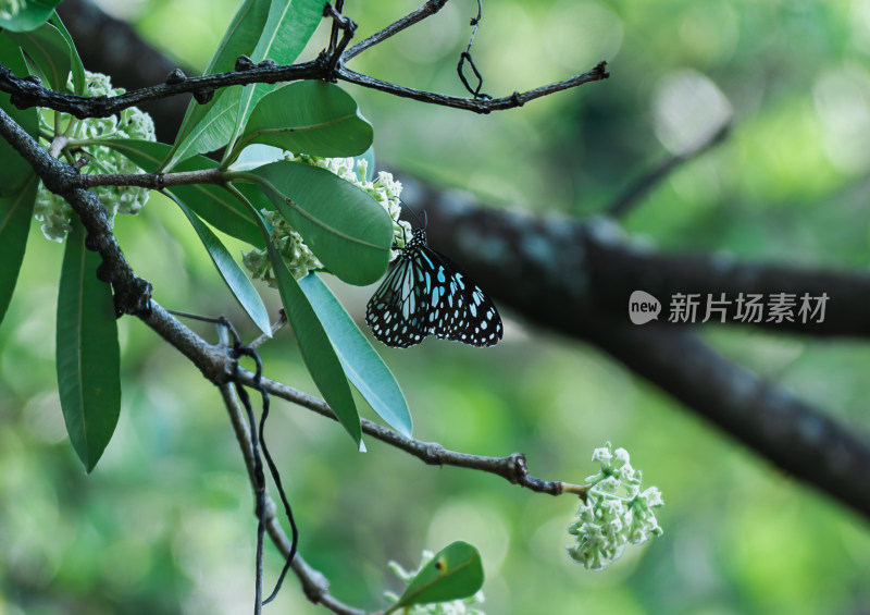 蝴蝶栖息在植物上