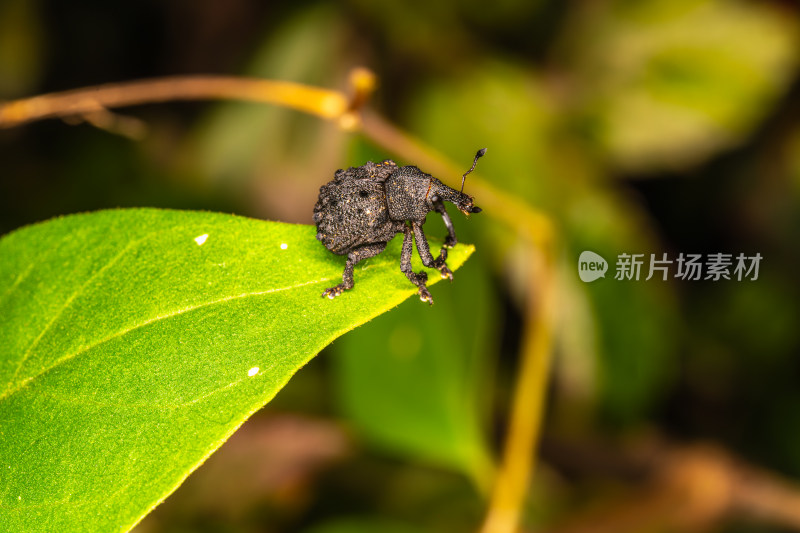 象鼻虫的微观世界