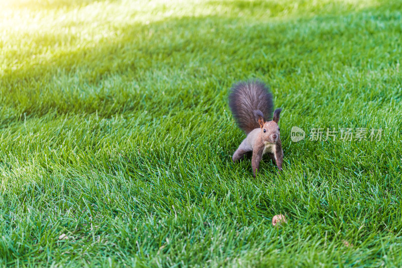 公园草坪上吃核桃的松鼠