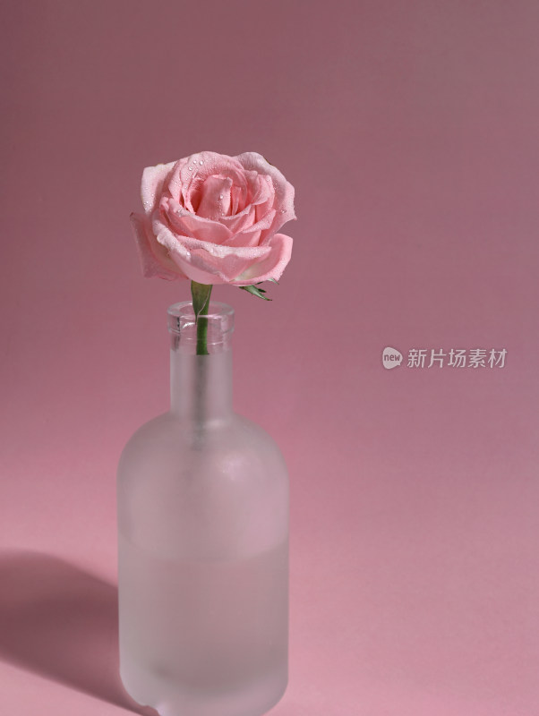 粉色背景上的一朵粉色玫瑰花