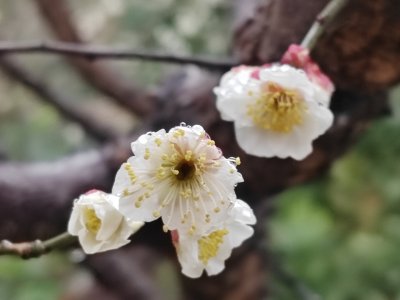 带水珠的白色梅花特写