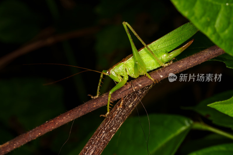 绿色螽斯停留在树枝上的微距特写