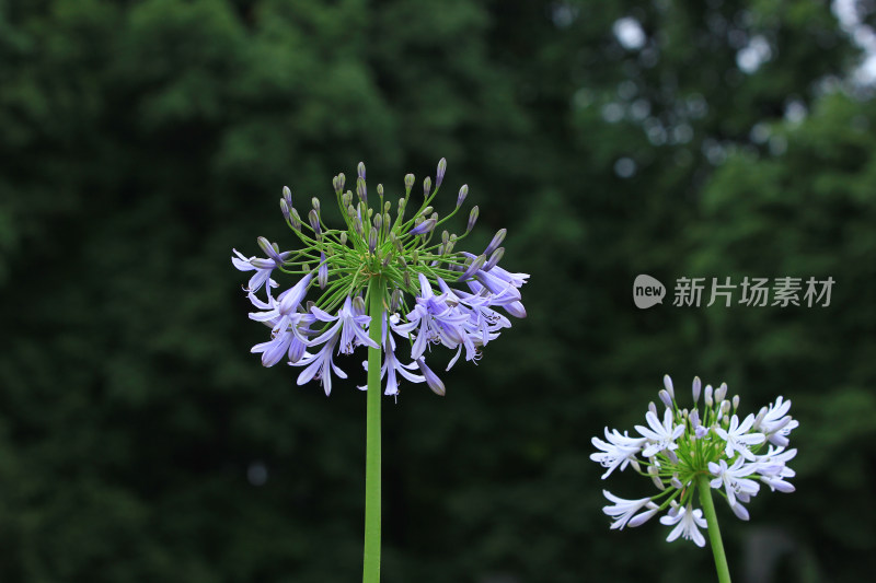 夏天盛开的欧石竹花