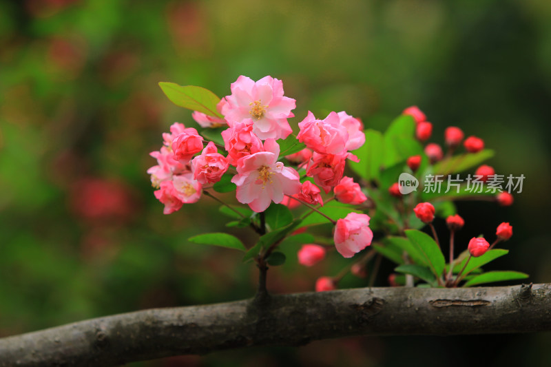 春天的鲜花海棠，垂丝海棠