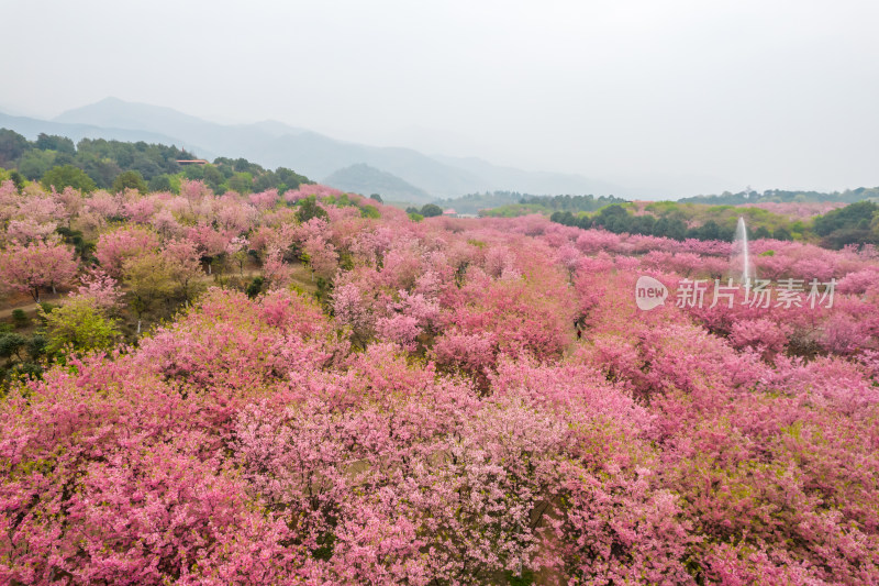 湖南省常宁市百万樱花园航拍风光