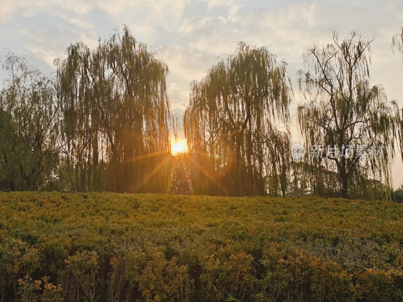 夕阳柳影