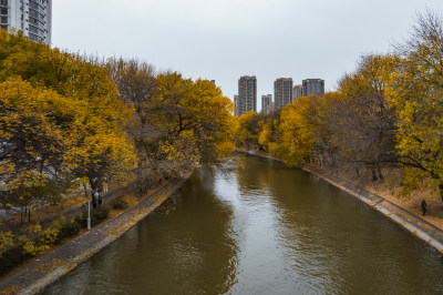 天津运河天子津渡公园秋季景色城市风光