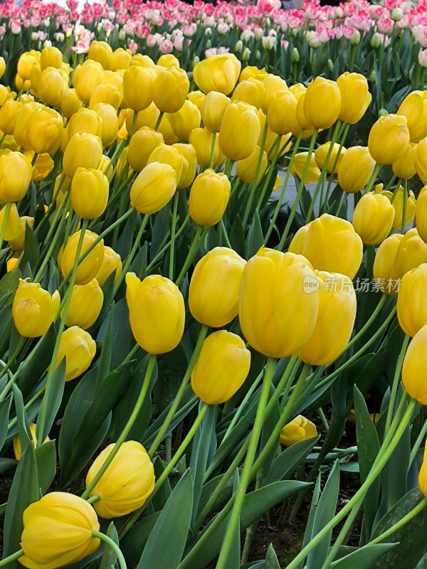 黄色郁金香花海景观