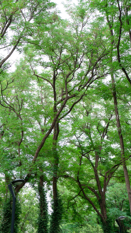 夏天淄博人民公园的树
