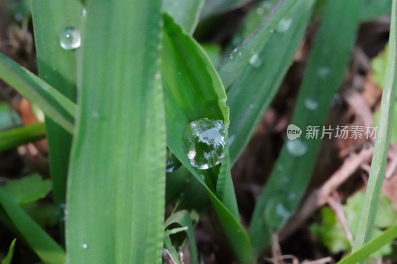 雨滴落在树叶上的特写镜头