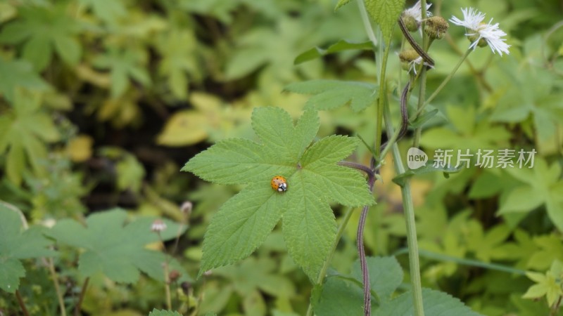 瓢虫昆虫